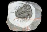 Huge, Cyphaspides Nicoleae From Jorf - Recently Described #86297-1